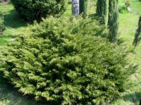 Можжевельник казацкий Мас (Juniperus sabina Mas), C3; H40-50